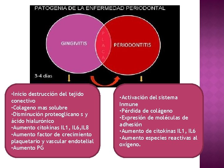  • Inicio destrucción del tejido conectivo • Colageno mas solubre • Disminución proteoglicano