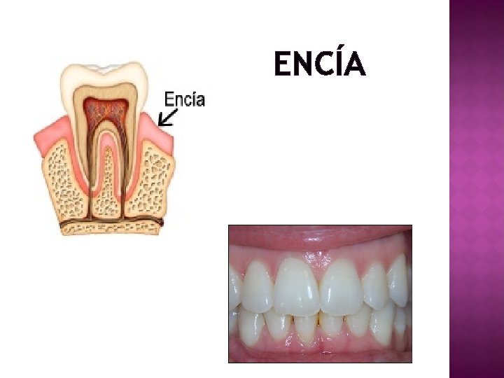 ENCÍA 