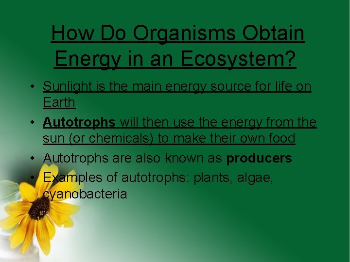 How Do Organisms Obtain Energy in an Ecosystem? • Sunlight is the main energy