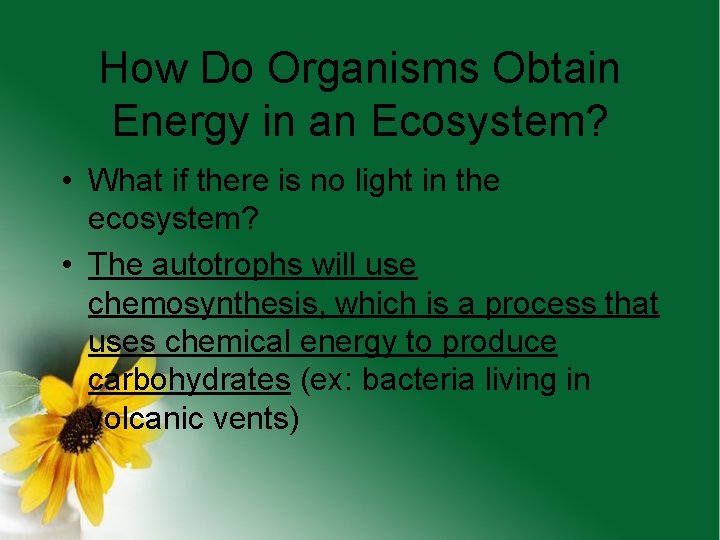 How Do Organisms Obtain Energy in an Ecosystem? • What if there is no