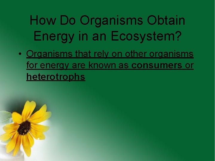 How Do Organisms Obtain Energy in an Ecosystem? • Organisms that rely on other