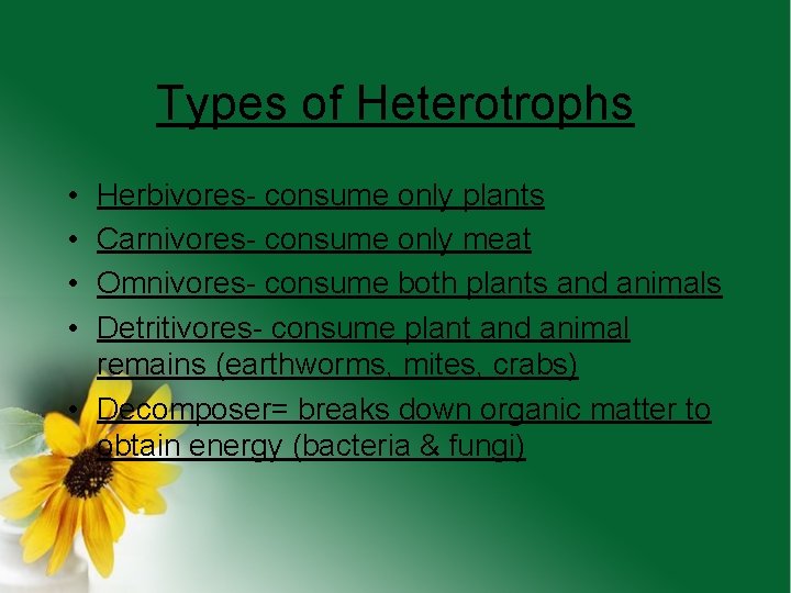 Types of Heterotrophs • • Herbivores- consume only plants Carnivores- consume only meat Omnivores-