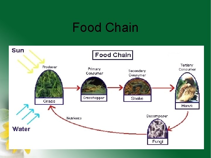 Food Chain 