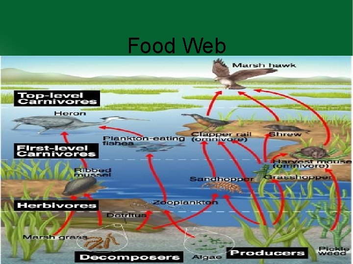 Food Web 
