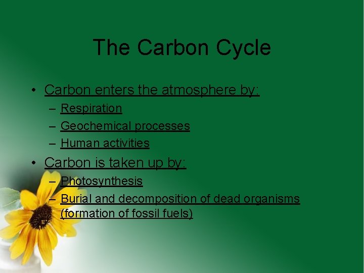 The Carbon Cycle • Carbon enters the atmosphere by: – Respiration – Geochemical processes