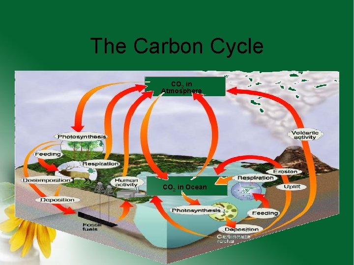 The Carbon Cycle CO 2 in Atmosphere CO 2 in Ocean 
