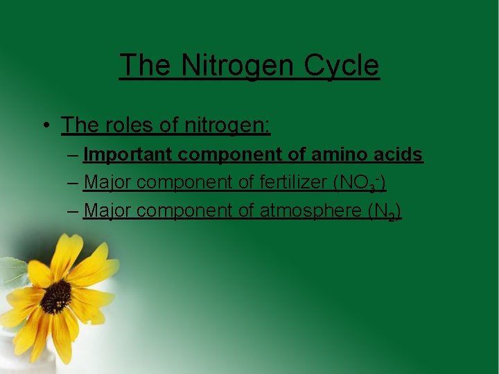 The Nitrogen Cycle • The roles of nitrogen: – Important component of amino acids