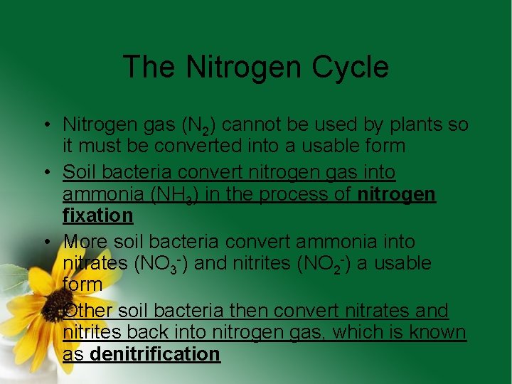 The Nitrogen Cycle • Nitrogen gas (N 2) cannot be used by plants so