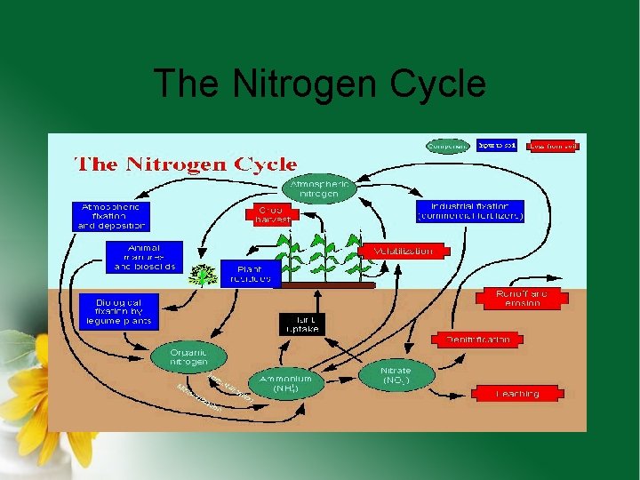 The Nitrogen Cycle 