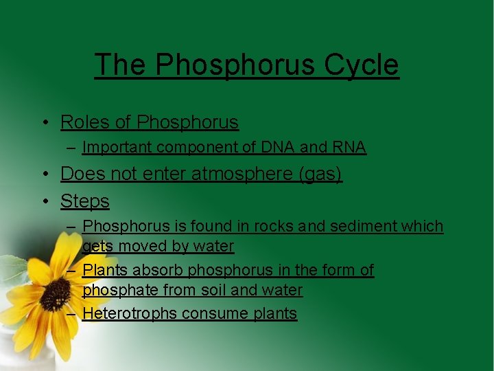 The Phosphorus Cycle • Roles of Phosphorus – Important component of DNA and RNA