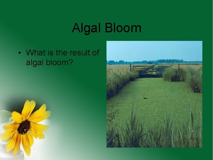 Algal Bloom • What is the result of algal bloom? 