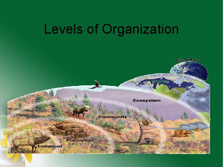 Levels of Organization 