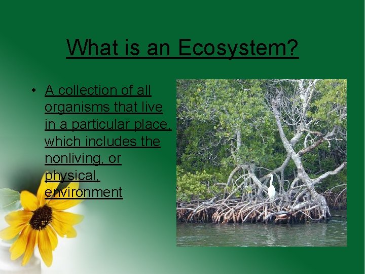 What is an Ecosystem? • A collection of all organisms that live in a