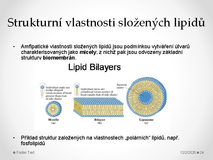 Strukturní vlastnosti složených lipidů • Amfipatické vlastnosti složených lipidů jsou podmínkou vytváření útvarů charakterisovaných