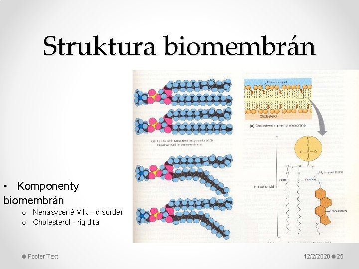 Struktura biomembrán • Komponenty biomembrán o Nenasycené MK – disorder o Cholesterol - rigidita
