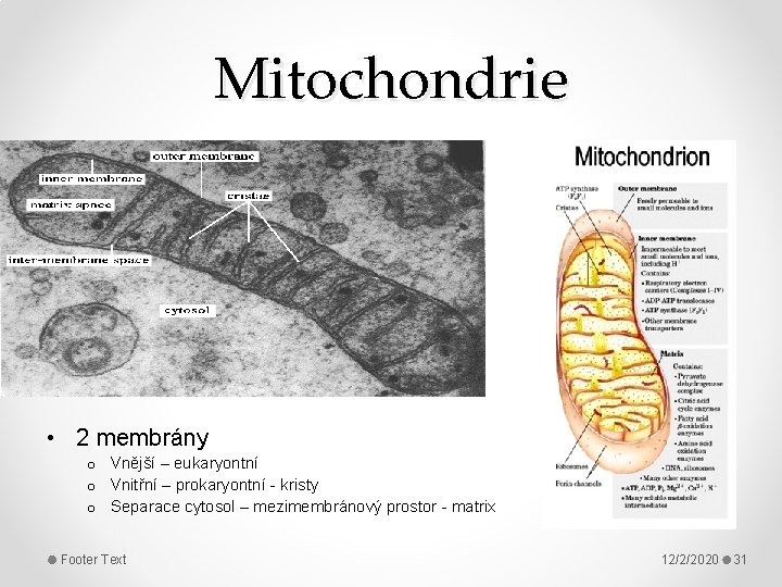 Mitochondrie • 2 membrány o Vnější – eukaryontní o Vnitřní – prokaryontní - kristy