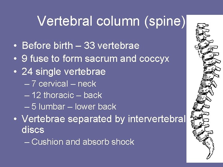 Vertebral column (spine) • Before birth – 33 vertebrae • 9 fuse to form