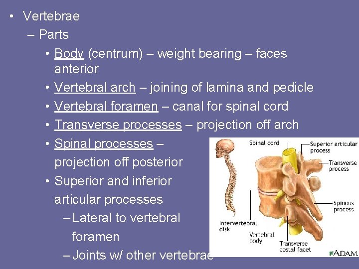  • Vertebrae – Parts • Body (centrum) – weight bearing – faces anterior