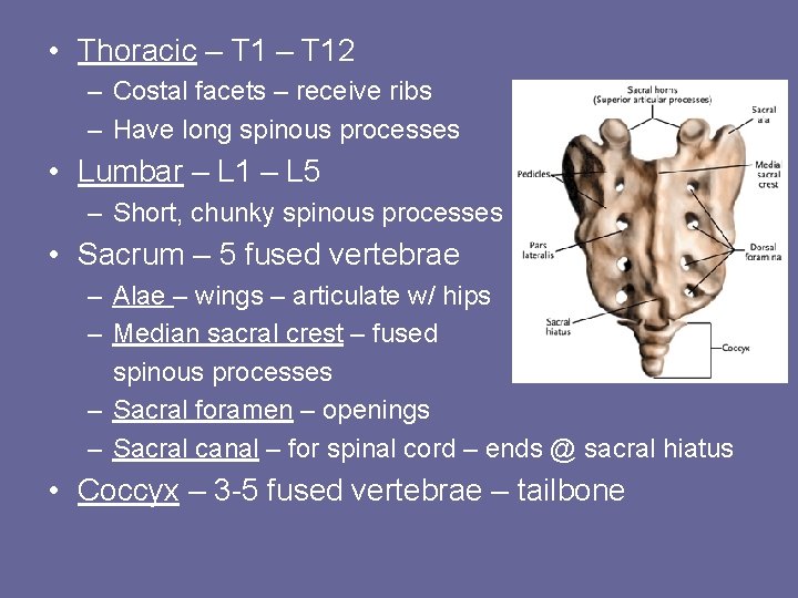 • Thoracic – T 12 – Costal facets – receive ribs – Have