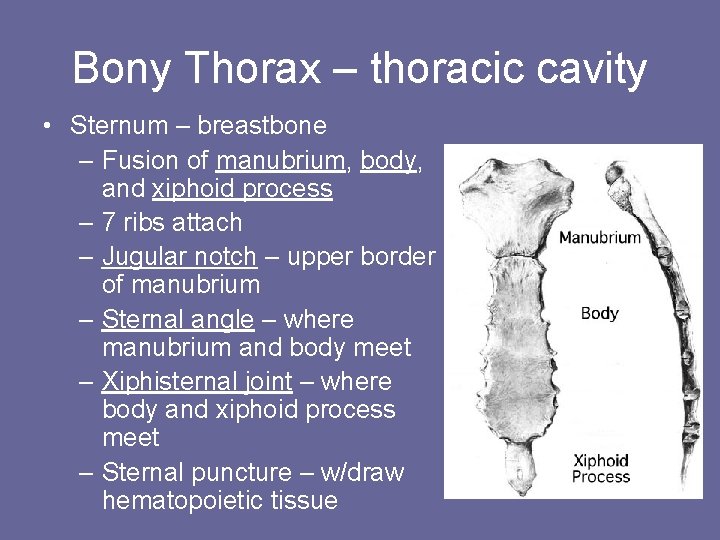 Bony Thorax – thoracic cavity • Sternum – breastbone – Fusion of manubrium, body,