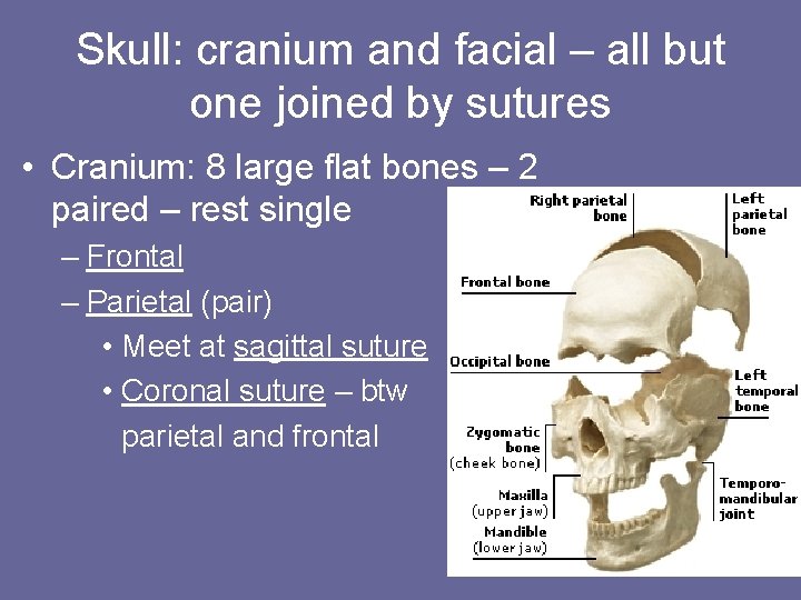 Skull: cranium and facial – all but one joined by sutures • Cranium: 8