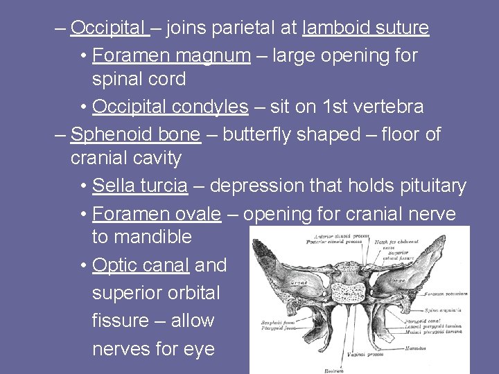 – Occipital – joins parietal at lamboid suture • Foramen magnum – large opening