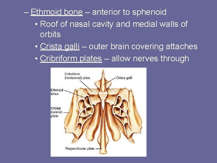 – Ethmoid bone – anterior to sphenoid • Roof of nasal cavity and medial