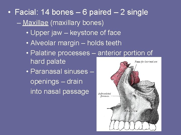  • Facial: 14 bones – 6 paired – 2 single – Maxillae (maxillary