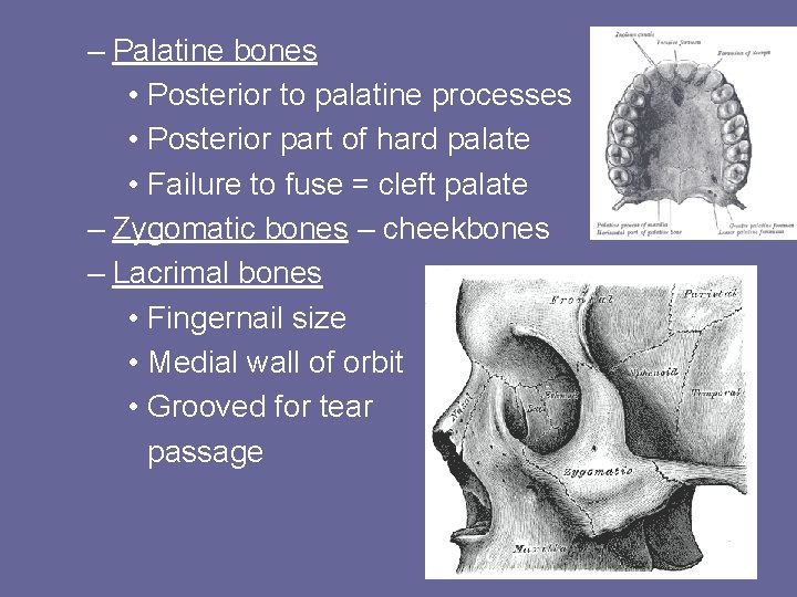 – Palatine bones • Posterior to palatine processes • Posterior part of hard palate