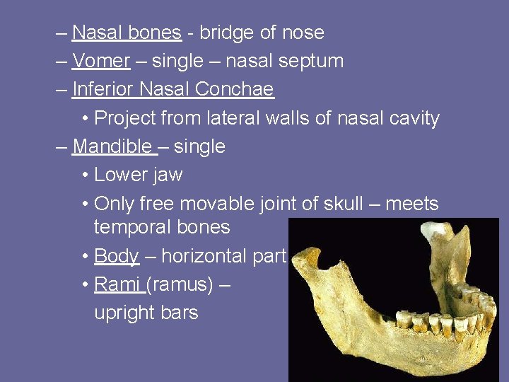 – Nasal bones - bridge of nose – Vomer – single – nasal septum