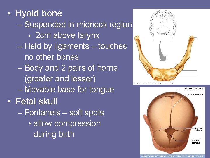  • Hyoid bone – Suspended in midneck region • 2 cm above larynx
