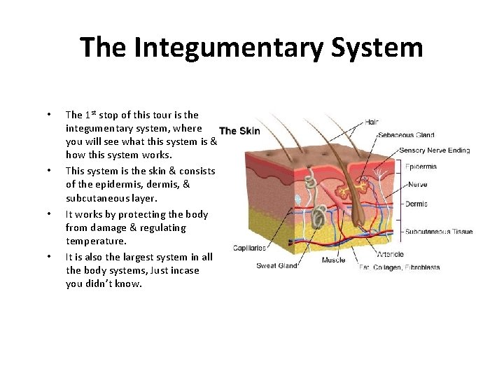 The Integumentary System • • The 1 st stop of this tour is the
