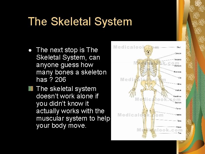 The Skeletal System The next stop is The Skeletal System, can anyone guess how