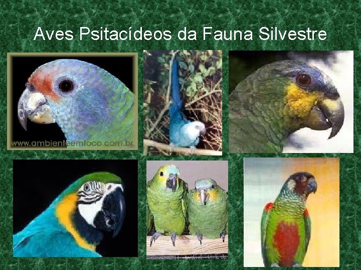 Aves Psitacídeos da Fauna Silvestre 