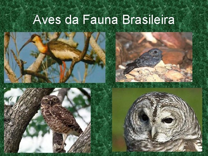 Aves da Fauna Brasileira 
