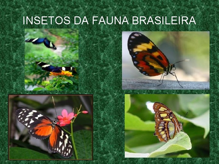 INSETOS DA FAUNA BRASILEIRA 