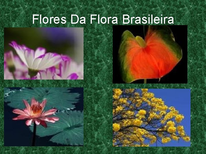 Flores Da Flora Brasileira 