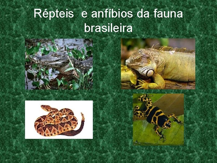 Répteis e anfíbios da fauna brasileira 