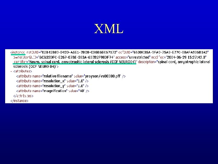 XML 