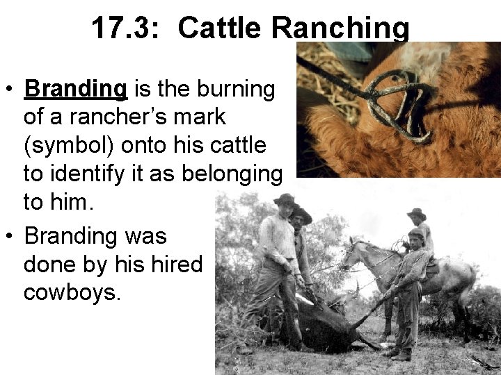 17. 3: Cattle Ranching • Branding is the burning of a rancher’s mark (symbol)