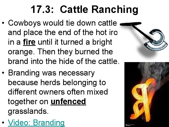 17. 3: Cattle Ranching • Cowboys would tie down cattle and place the end