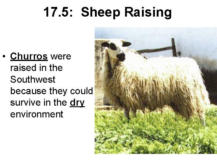 17. 5: Sheep Raising • Churros were raised in the Southwest because they could