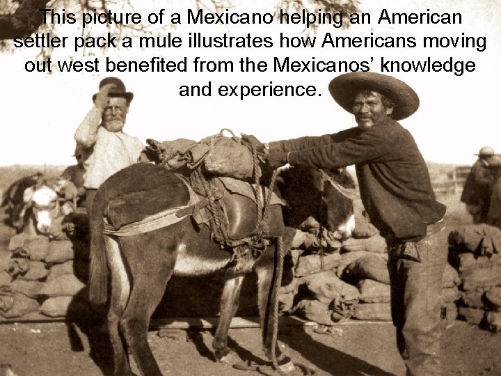This picture of a Mexicano helping an American settler pack a mule illustrates how