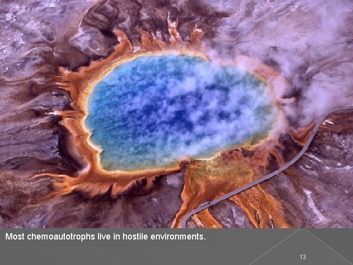 Most chemoautotrophs live in hostile environments. 13 
