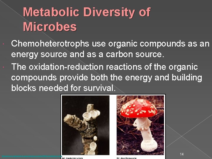 Metabolic Diversity of Microbes Chemoheterotrophs use organic compounds as an energy source and as