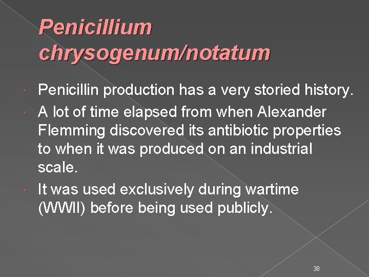 Penicillium chrysogenum/notatum Penicillin production has a very storied history. A lot of time elapsed
