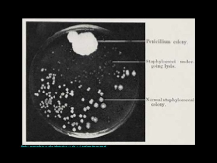 http: //www. nationalww 2 museum. org/learn/education/for-teachers/lesson-plans/pdfs/penicillin-fact-sheet. pdf 