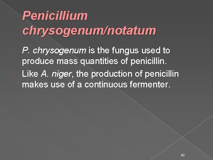 Penicillium chrysogenum/notatum P. chrysogenum is the fungus used to produce mass quantities of penicillin.