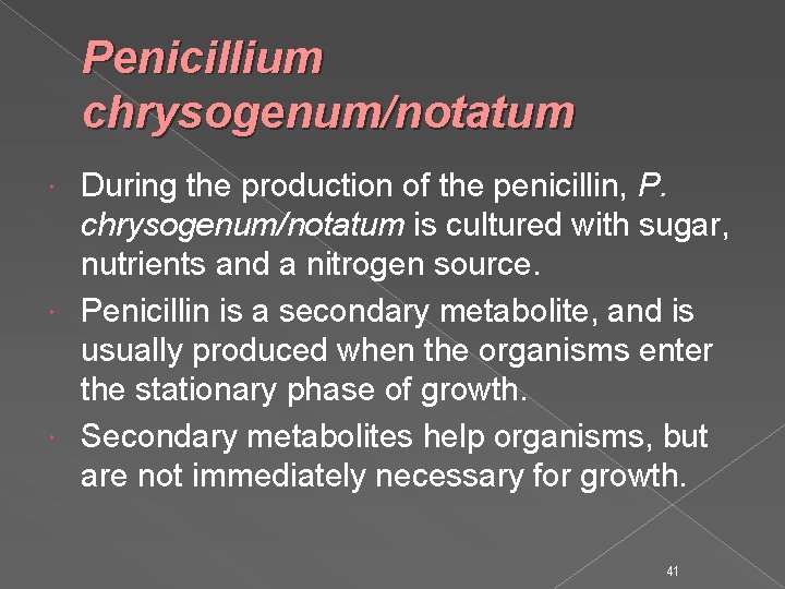 Penicillium chrysogenum/notatum During the production of the penicillin, P. chrysogenum/notatum is cultured with sugar,