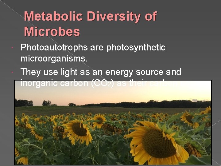 Metabolic Diversity of Microbes Photoautotrophs are photosynthetic microorganisms. They use light as an energy